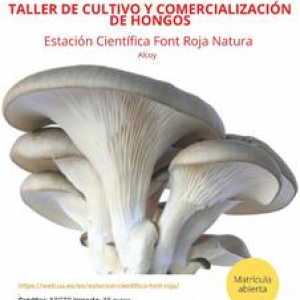 Taller de cultiu i comercialització de fongs.